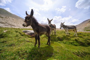 Wildlife donkeys on mountain in Jammu and Kashmir, India