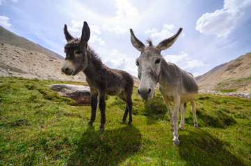 Naklejka na ściany i meble Wildlife donkeys on mountain in Jammu and Kashmir, India