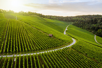 Weinbergslandschaft am Morgen bei Sonnenaufgang