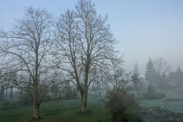 mysterious misty morning in autumn, view through window to family garden, trees without leaves