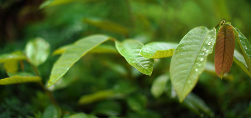 Detail on large thick green leaves with drops of morning dew, shallow depth of field photo, wide banner with space for text on left side - African rainforest jungle background