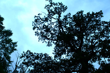 Backlight photography of branches and leaves of a tree in a forest in skovde sweden. 
