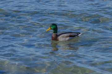 wild duck swims in the blue sea