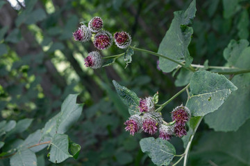 Close up Photography of Woolly Burdock, Arctium tomentosum. Photography taken in Skovde Sweden. 