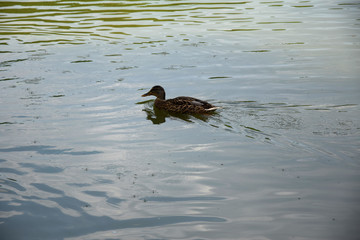 Feeding swimming ducks on a pond in Europe