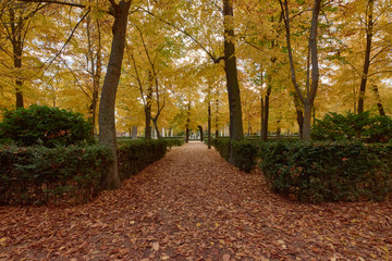 Fototapeta premium Trees with brown leaves in the garden of the Parterre in autumn
