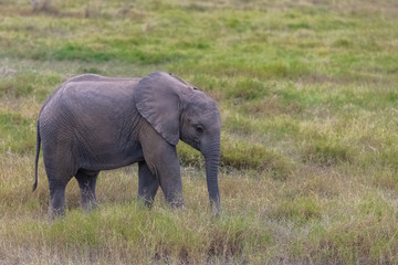 Naklejka na ściany i meble Baby elephant walking in the savannah in the Amboseli park in Kenya, profile