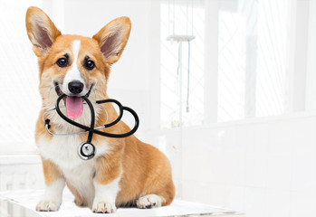 veterinarian puppy sits and looks, breed welsh corgi pembroke