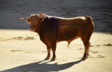 toro español