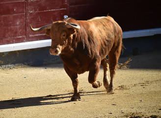 toro español