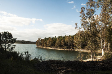 Fototapeta premium Reservoir shore with eucalyptus