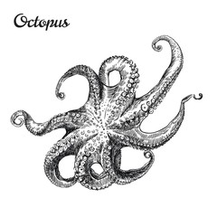 Obraz premium one octopus. vector sketch on a white