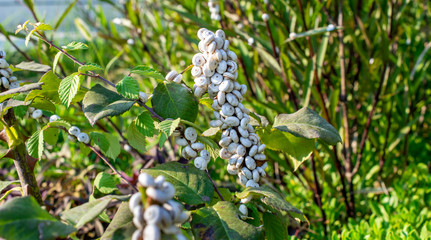 Too many cernuella virgata (vineyard snails) on plants