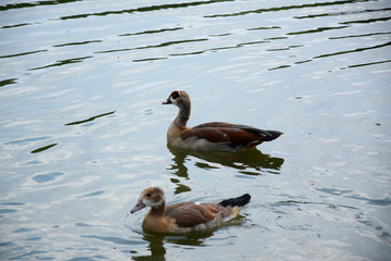 Feeding a duck and her ducklings on a pond in Europe