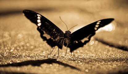 Fototapeta na wymiar butterfly standing on the floor with sepia colors and the shadow