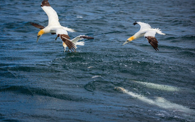 Northern Gannet Diving