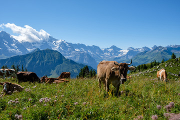 Swiss cows in front of the three famous mountains Eiger, Moench, Jungfrau in the bernese alps (oberland)
