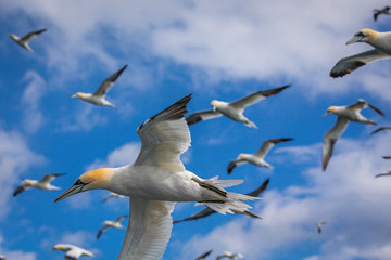 Northern Gannet In Flight