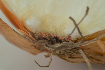 Macro photography of an sliced cut white onion