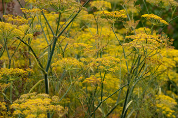 Yellow Fennel flowers at Hampton Court Castle gardens Hope under Dinmore Herefordshire England