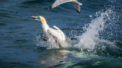 Northern Gannet Diving