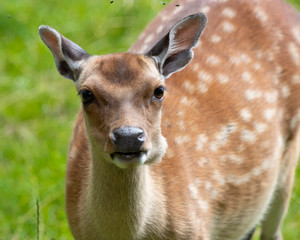 Deer