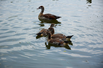 Feeding a swimming duck family on a pond in Europe