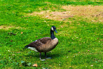canada goose on green grass