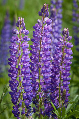 purple meadow flowers close-up with green grass around