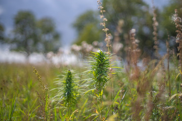 marijuana grows on a field