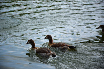 Feeding a swimming duck family on a pond in Europe