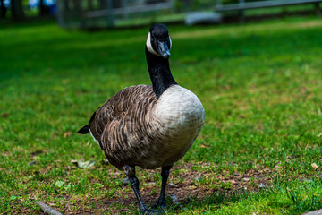 goose on grass