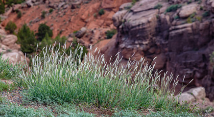 Desert vegetation against blur red rocks background. Arizona US, Canyon de Chelly.