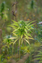 marijuana grows on a field