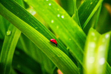 Fototapeta premium Red Ladybug