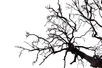 Dead branches , Silhouette dead tree or dry tree on white background with clipping path.
