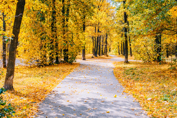 Footpath in the autumn park with colorful trees and leaves