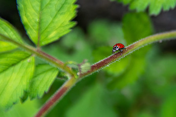 Red Ladybug on Plant