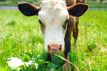 Naklejka na ściany i meble Young red and white newborn with soft pink muzzle, close-up portrait. Adorable cute calf, close up