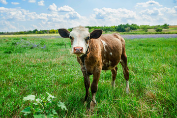 Young red and white newborn with soft pink muzzle, close-up portrait. Adorable cute calf, close up