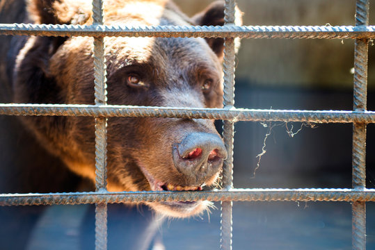 Sad bear in animal cage. Wild bear stuck nose through animal cage bars and wants to bee free. Brown bear stuck his face out of the cage