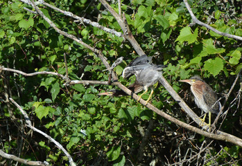 Pair of Green Herons 