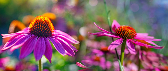 The Echinacea - coneflower close up in the garden - obrazy, fototapety, plakaty