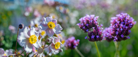 flower in the garden close up