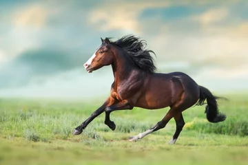 Fotobehang Paard Paard met lange manen close-up rennen op groen veld