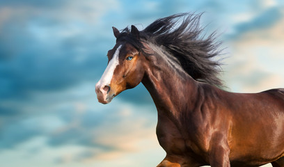 Horse portrait with long mane close up in motion