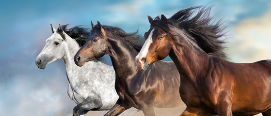 Horse portrait with long mane close up in motion - obrazy, fototapety, plakaty