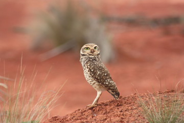 Owl