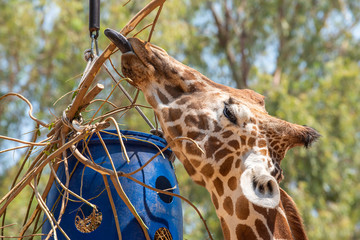 Giraffe on a summer day in the park. Portrait of a cute giraffe. Funny giraffe. 