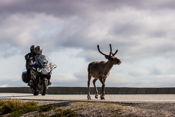 a reindeer walking before motorcyclists on the asphalt road leading to Nordkapp © karelian